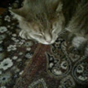 Meet your Posher, Silver